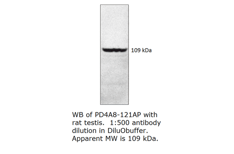 Anti-PDE4A8 Antibody from FabGennix (PD4A8-121AP) - Antibodies.com