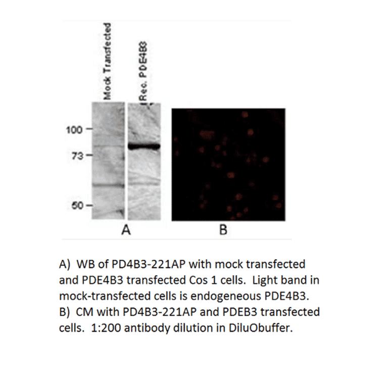 Anti-PDE4B3 Antibody from FabGennix (PD4B3-221AP) - Antibodies.com
