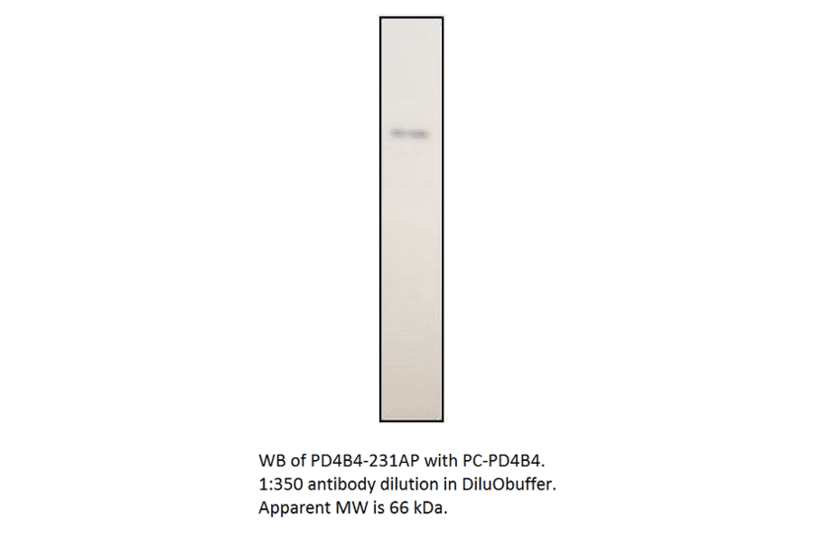 Anti-PDE4B4 Antibody from FabGennix (PD4B4-231AP) - Antibodies.com