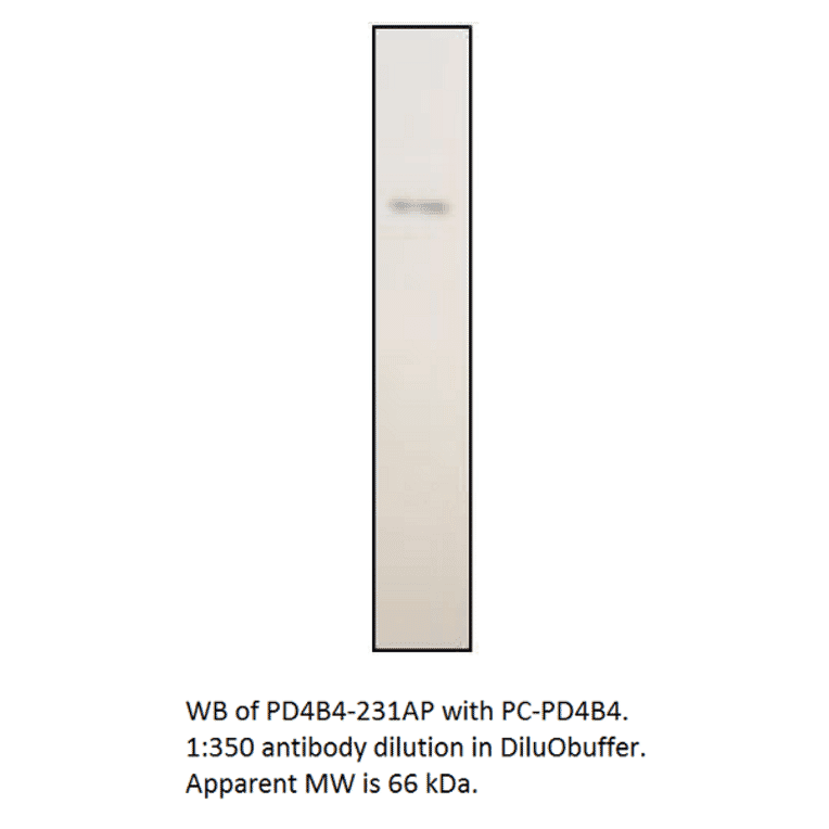 Anti-PDE4B4 Antibody from FabGennix (PD4B4-231AP) - Antibodies.com