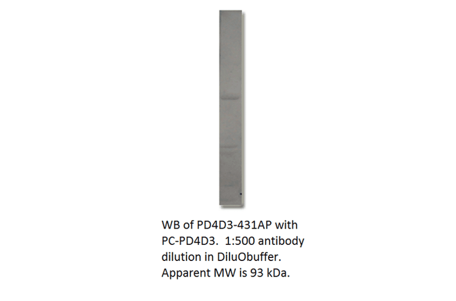Anti-PDE4D3 Antibody from FabGennix (PD4D3-431AP) - Antibodies.com