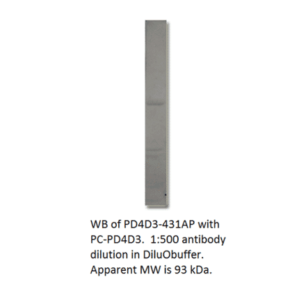 Anti-PDE4D3 Antibody from FabGennix (PD4D3-431AP) - Antibodies.com