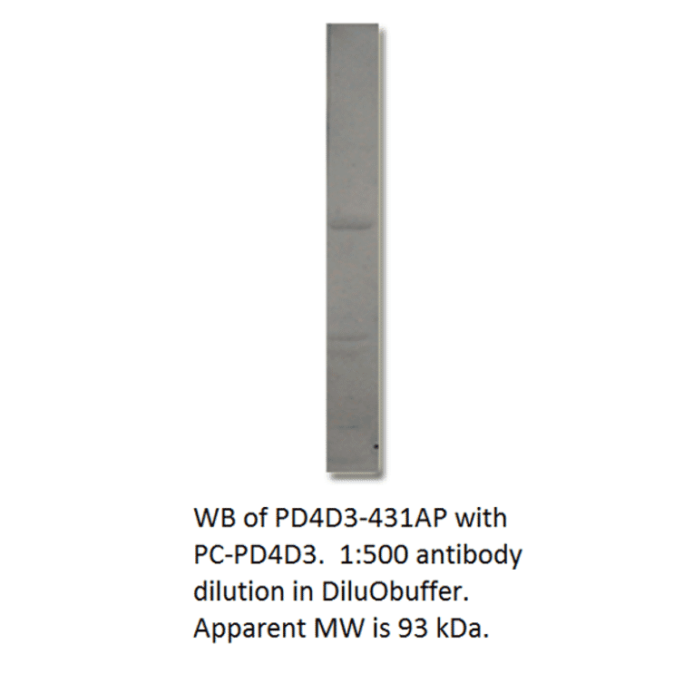 Anti-PDE4D3 Antibody from FabGennix (PD4D3-431AP) - Antibodies.com