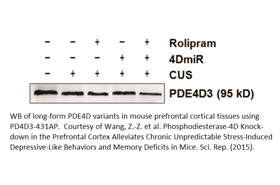Anti-PDE4D3 Antibody from FabGennix (PD4D3-431AP) - Antibodies.com