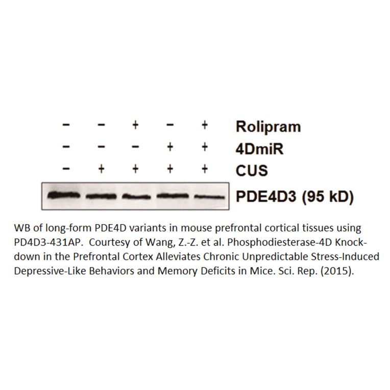 Anti-PDE4D3 Antibody from FabGennix (PD4D3-431AP) - Antibodies.com