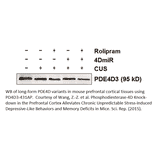 Anti-PDE4D3 Antibody from FabGennix (PD4D3-431AP) - Antibodies.com