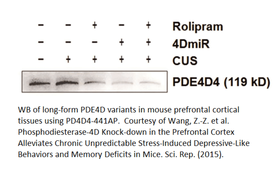 Anti-PDE4D4 Antibody from FabGennix (PD4D4-441AP) - Antibodies.com