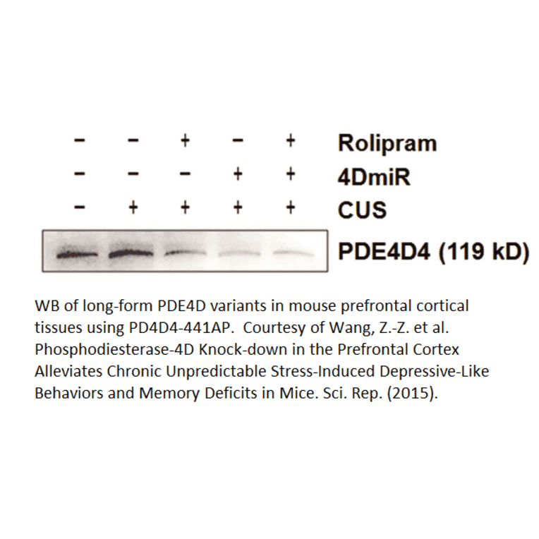 Anti-PDE4D4 Antibody from FabGennix (PD4D4-441AP) - Antibodies.com