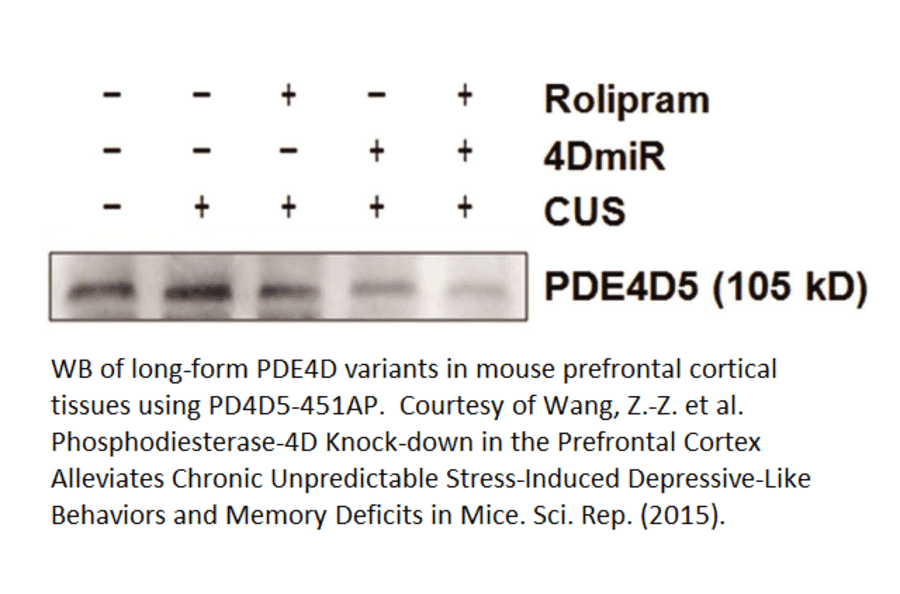 Anti-PDE4D5 Antibody from FabGennix (PD4D5-451AP) - Antibodies.com