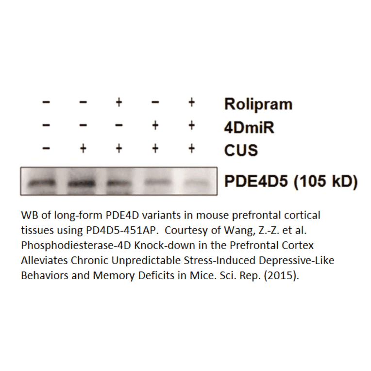 Anti-PDE4D5 Antibody from FabGennix (PD4D5-451AP) - Antibodies.com