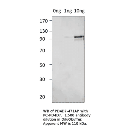 Anti-PDE4D7 Antibody from FabGennix (PD4D7-471AP) - Antibodies.com