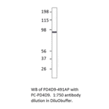 Anti-PDE4D9 Antibody from FabGennix (PD4D9-491AP) - Antibodies.com
