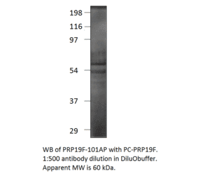 Anti-PRP19 Antibody from FabGennix (PRP19F-101AP) - Antibodies.com