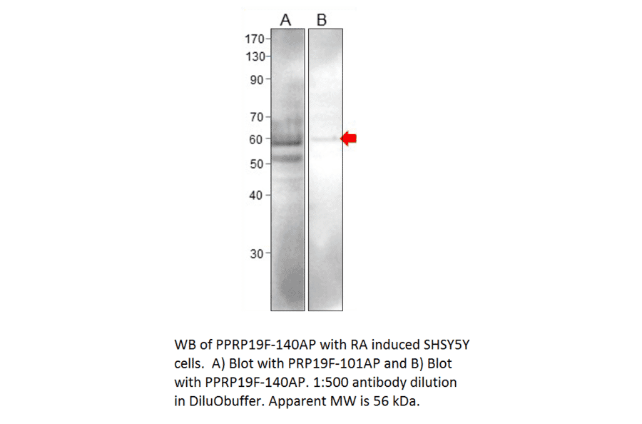 Anti-PRP19 Antibody from FabGennix (PRP19F-101AP) - Antibodies.com