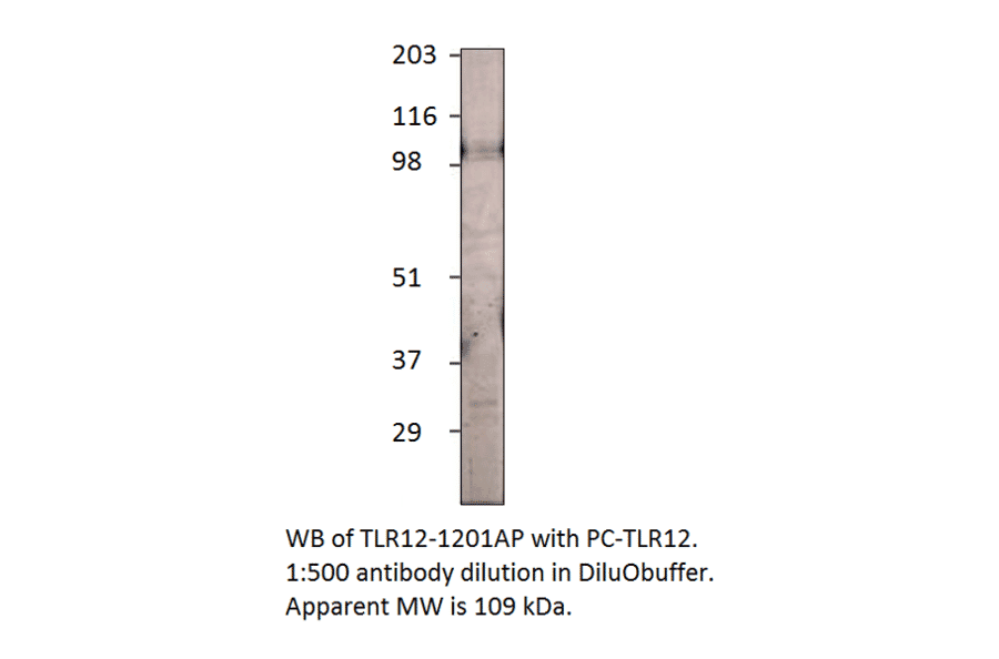 Anti-TLR12 Antibody from FabGennix (TLR12-1201AP) - Antibodies.com