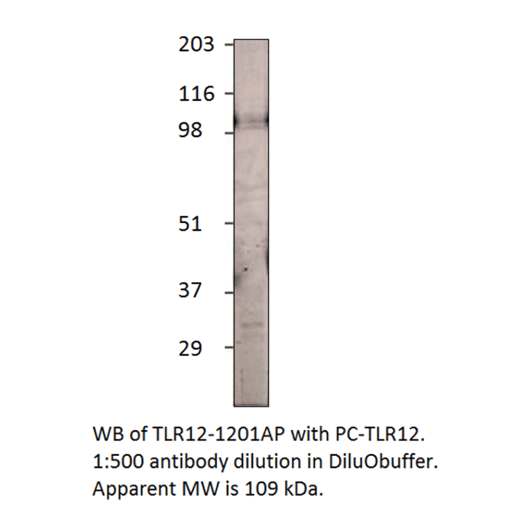 Anti-TLR12 Antibody from FabGennix (TLR12-1201AP) - Antibodies.com