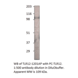 Anti-TLR12 Antibody from FabGennix (TLR12-1201AP) - Antibodies.com