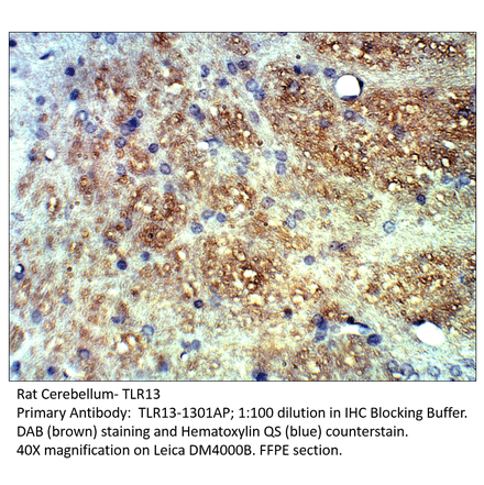 Anti-TLR13 Antibody from FabGennix (TLR13-1301AP) - Antibodies.com