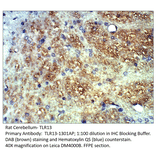 Anti-TLR13 Antibody from FabGennix (TLR13-1301AP) - Antibodies.com
