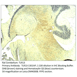 Anti-TLR13 Antibody from FabGennix (TLR13-1301AP) - Antibodies.com