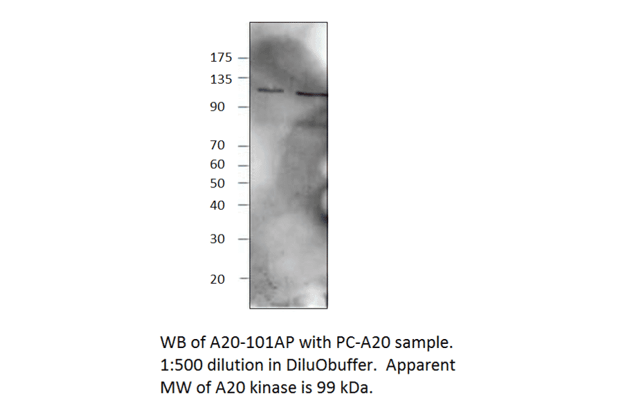 Anti-TNFAIP3 Antibody from FabGennix (A20-101AP) - Antibodies.com