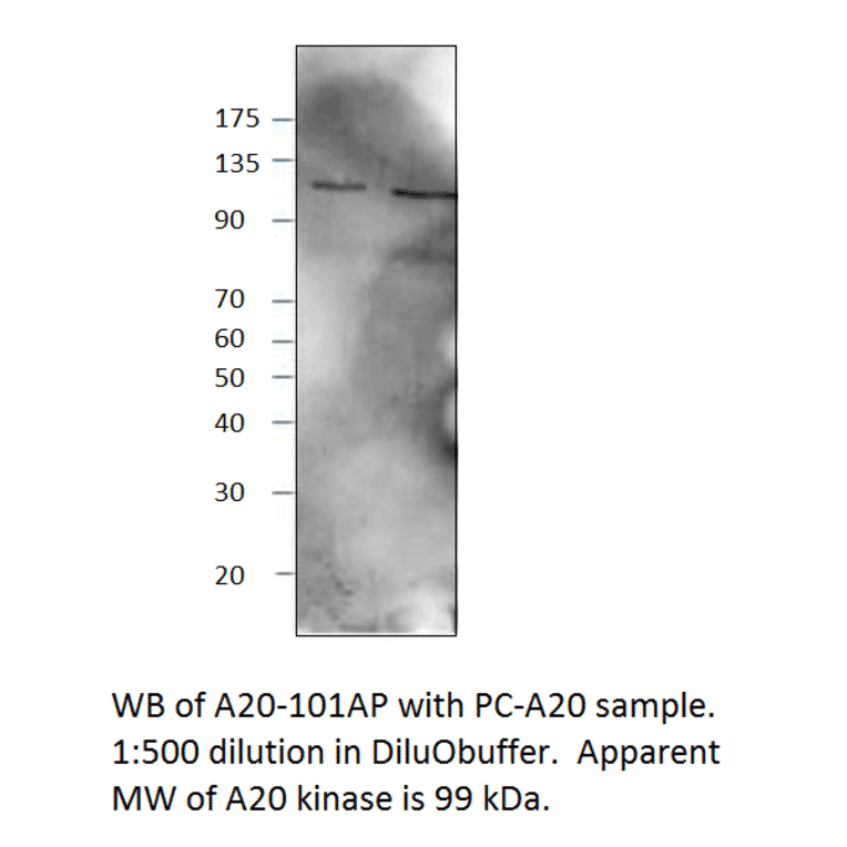 Anti-TNFAIP3 Antibody from FabGennix (A20-101AP) - Antibodies.com