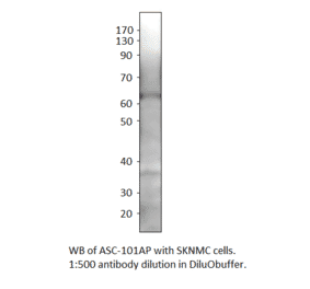 Anti-SLC7A10 Antibody from FabGennix (ASC-101AP) - Antibodies.com