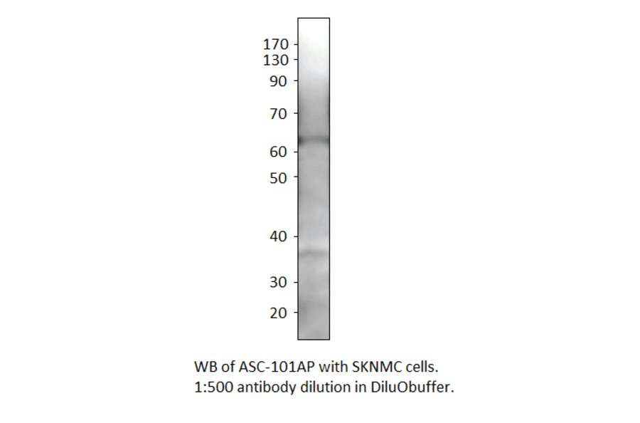 Anti-SLC7A10 Antibody from FabGennix (ASC-101AP) - Antibodies.com