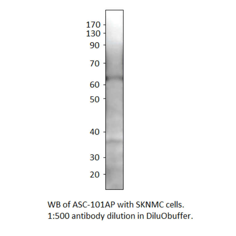 Anti-SLC7A10 Antibody from FabGennix (ASC-101AP) - Antibodies.com