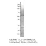 Anti-SLC7A10 Antibody from FabGennix (ASC-101AP) - Antibodies.com