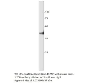 Anti-SLC7A10 Antibody from FabGennix (ASC-112AP) - Antibodies.com