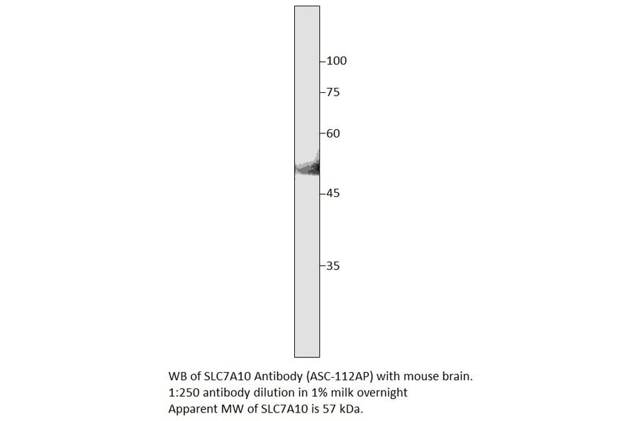 Anti-SLC7A10 Antibody from FabGennix (ASC-112AP) - Antibodies.com