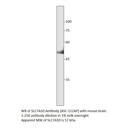 Anti-SLC7A10 Antibody from FabGennix (ASC-112AP) - Antibodies.com