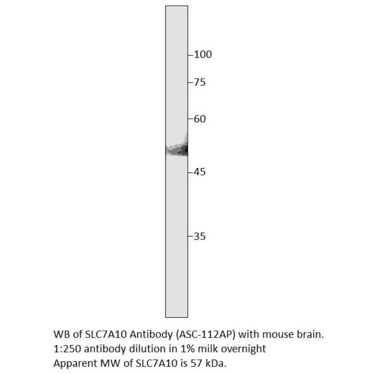 Anti-SLC7A10 Antibody from FabGennix (ASC-112AP) - Antibodies.com