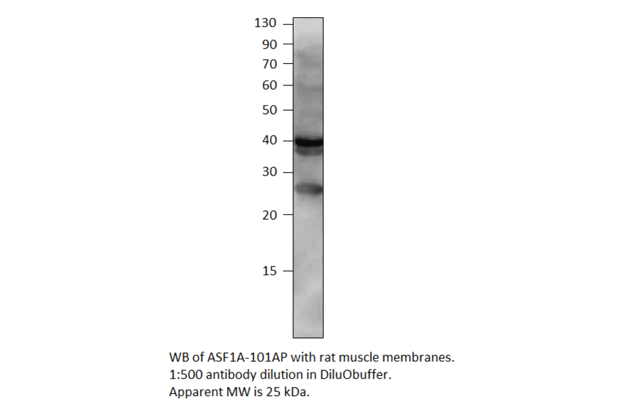 Anti-ASF1A Antibody from FabGennix (ASF1A-101AP) - Antibodies.com