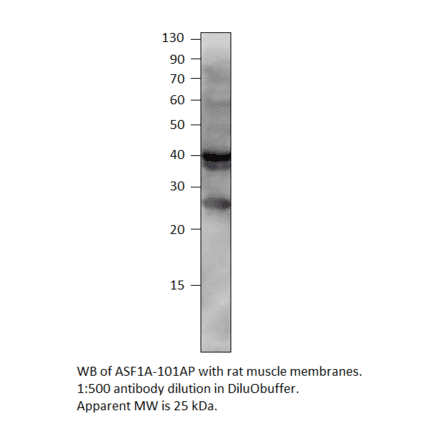 Anti-ASF1A Antibody from FabGennix (ASF1A-101AP) - Antibodies.com