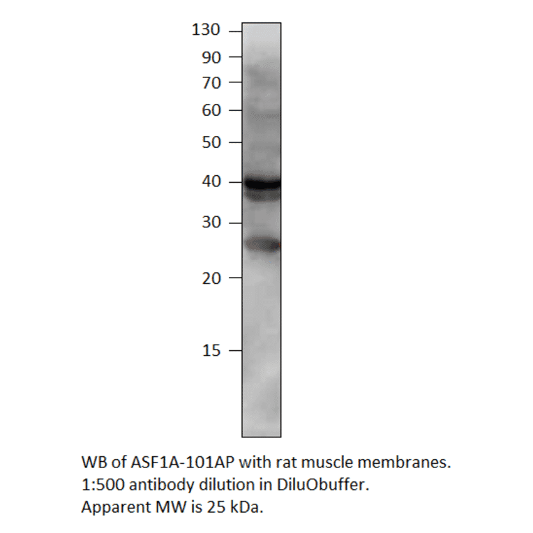 Anti-ASF1A Antibody from FabGennix (ASF1A-101AP) - Antibodies.com
