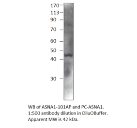 Anti-ASNA1 Antibody from FabGennix (ASNA1-101AP) - Antibodies.com