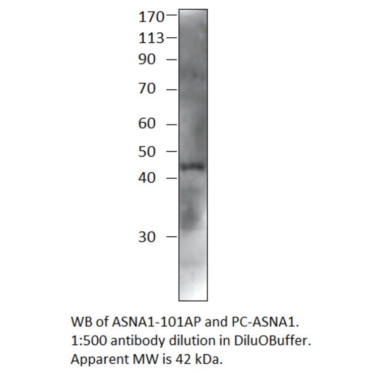 Anti-ASNA1 Antibody from FabGennix (ASNA1-101AP) - Antibodies.com