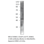 Anti-ASNA1 Antibody from FabGennix (ASNA1-101AP) - Antibodies.com