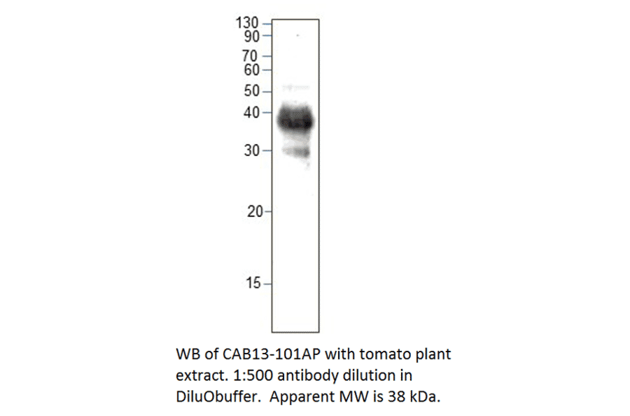Anti-CAB13 Antibody from FabGennix (CAB13-101AP) - Antibodies.com