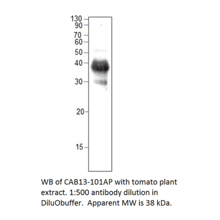 Anti-CAB13 Antibody from FabGennix (CAB13-101AP) - Antibodies.com