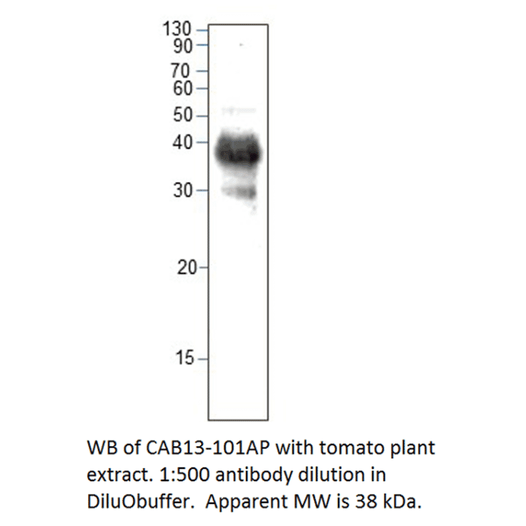 Anti-CAB13 Antibody from FabGennix (CAB13-101AP) - Antibodies.com