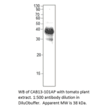 Anti-CAB13 Antibody from FabGennix (CAB13-101AP) - Antibodies.com