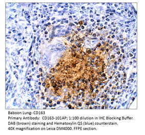 Anti-CD163 Antibody from FabGennix (CD163-101AP) - Antibodies.com