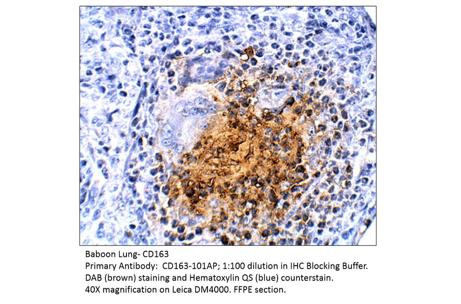 Anti-CD163 Antibody from FabGennix (CD163-101AP) - Antibodies.com