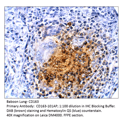 Anti-CD163 Antibody from FabGennix (CD163-101AP) - Antibodies.com