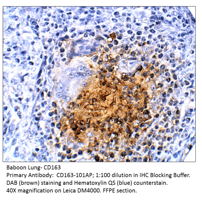 Anti-CD163 Antibody from FabGennix (CD163-101AP) - Antibodies.com