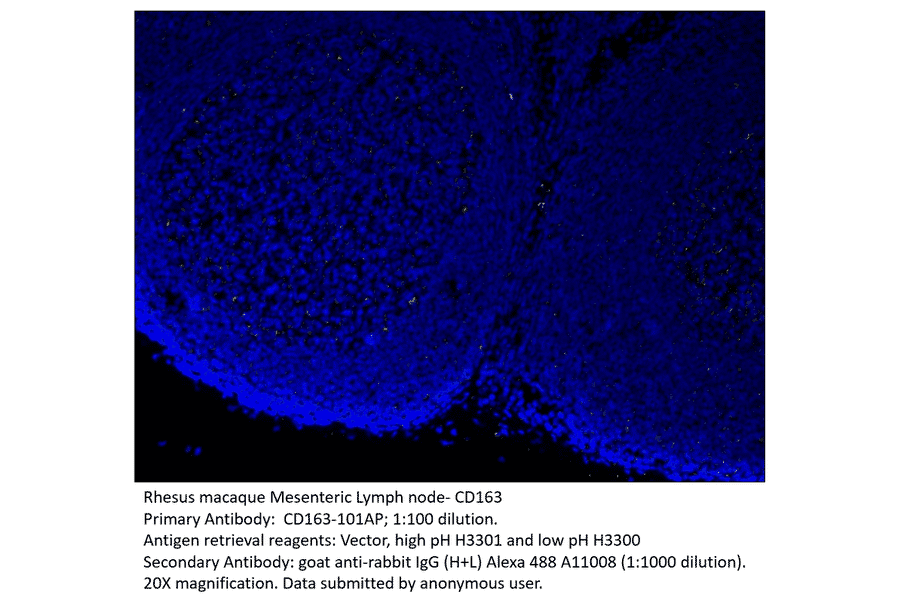 Anti-CD163 Antibody from FabGennix (CD163-101AP) - Antibodies.com