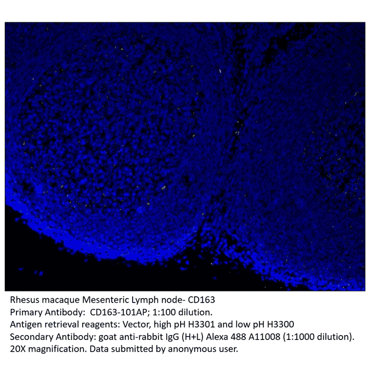 Anti-CD163 Antibody from FabGennix (CD163-101AP) - Antibodies.com